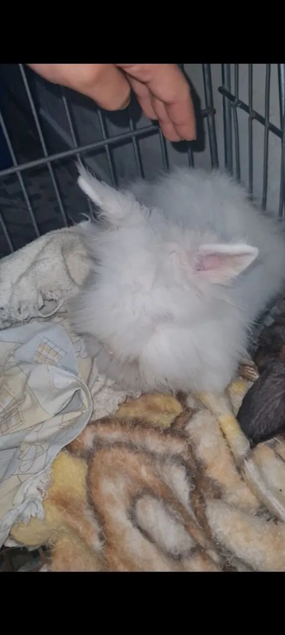 Coelho Angorá Branco