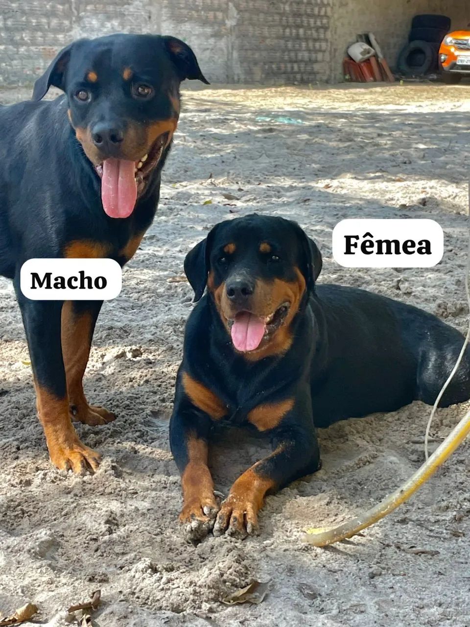 Vende -se filhotes rottweiler fêmea  - Foto 4