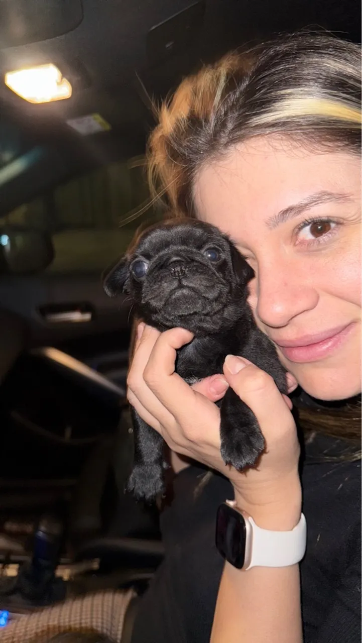 FILHOTES DE PUG BLACK - 30 dias (05/06/2025)