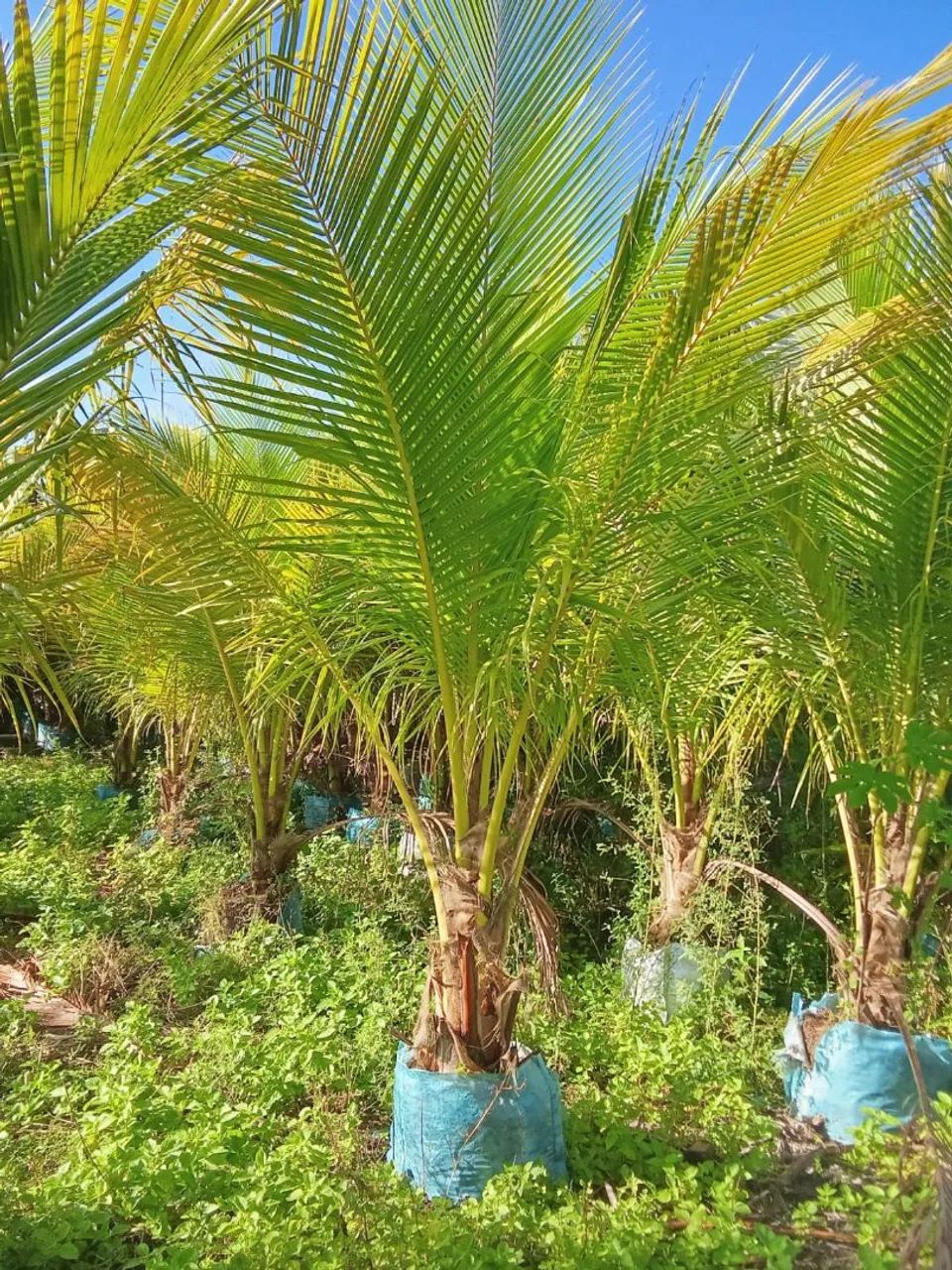  Coqueiros bae 