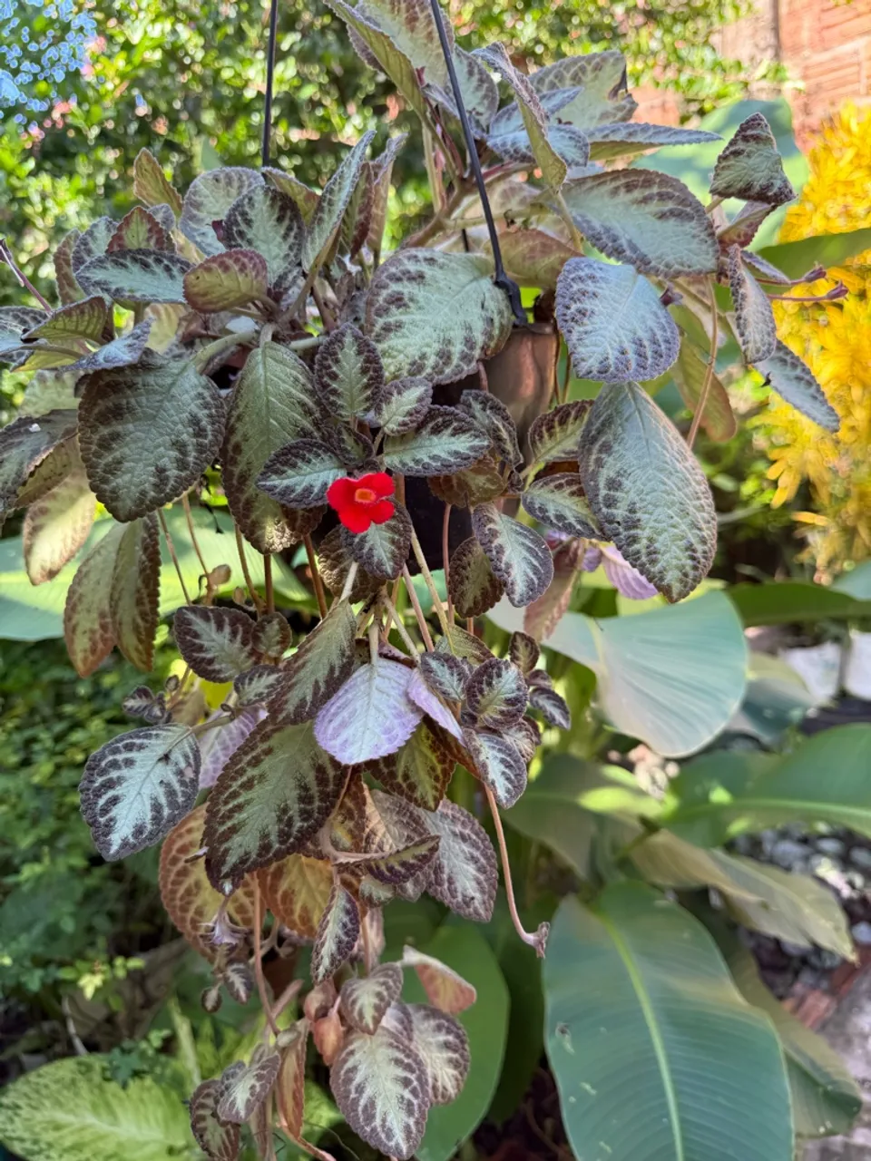 Plantas Epicias