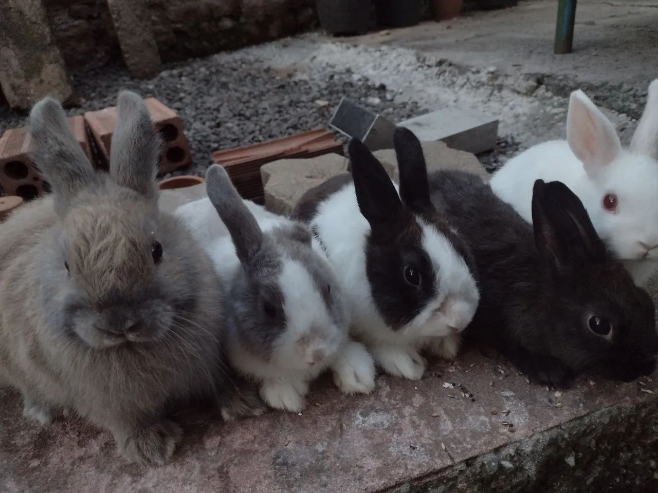 Mini coelho  - Foto 3