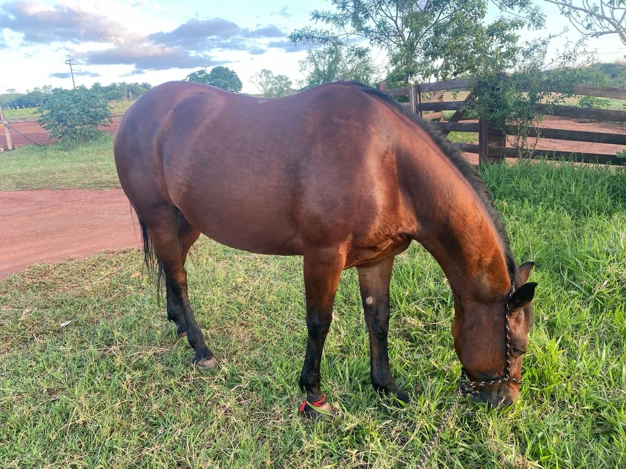 Égua Quarto de Milha! - Foto 4