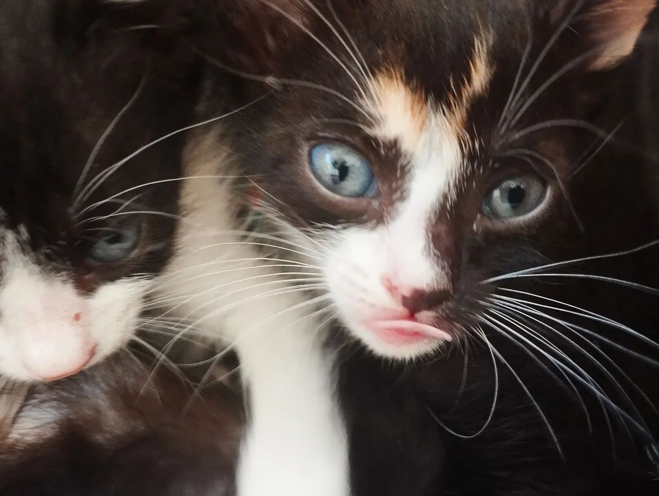 Gatinha tricolor de olhos azuis - Foto 2