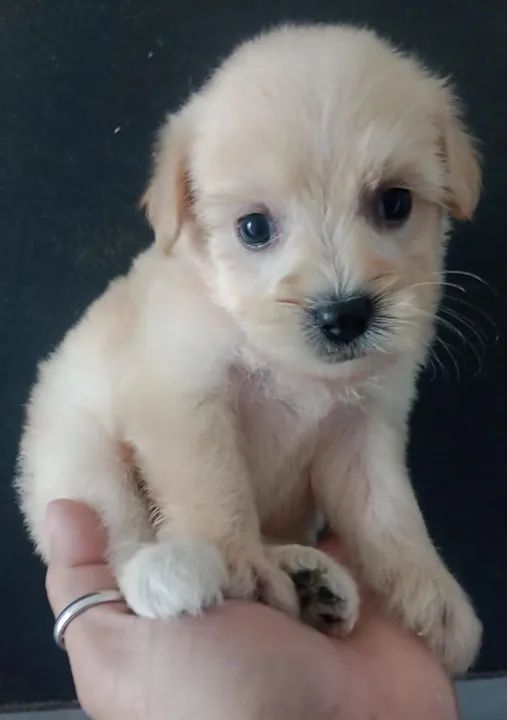 Filhote de poodle - Foto 3