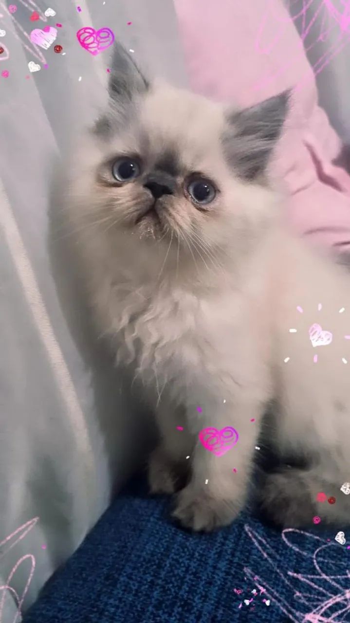 Dois gatinhos persa lindos  - Foto 5