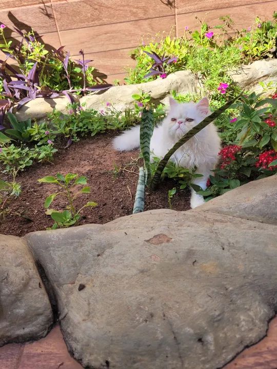 Gato Persa Branco - Adorável e Carinhoso - Foto 5