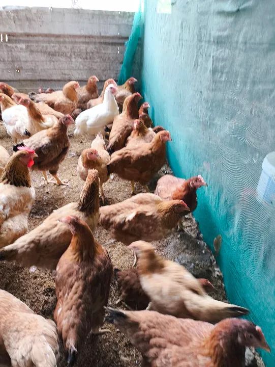 Galinhas botando  - Foto 2