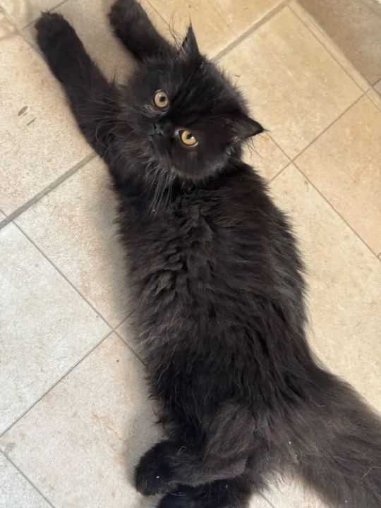 Gatinho Persa Branco - Fofa e Carinhosa - Foto 2