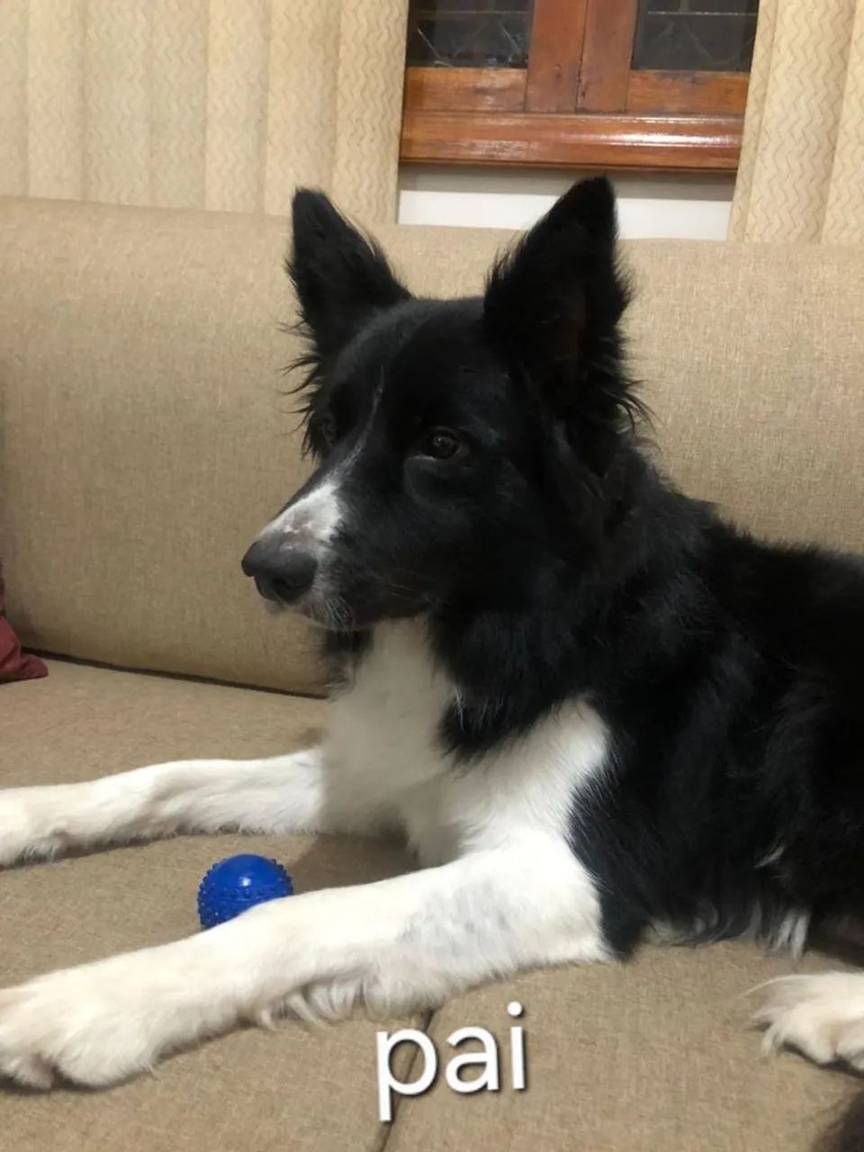 Filhotes de border collie  - Foto 2