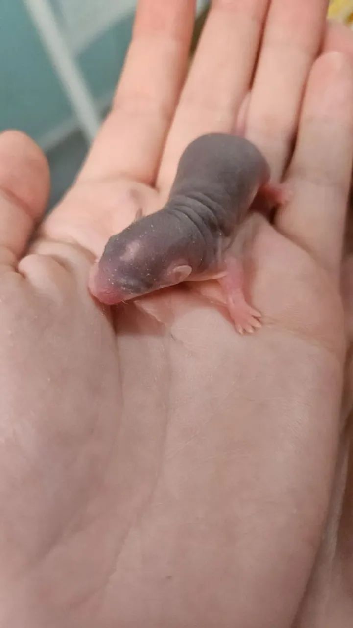 Filhotes de rato Twister 