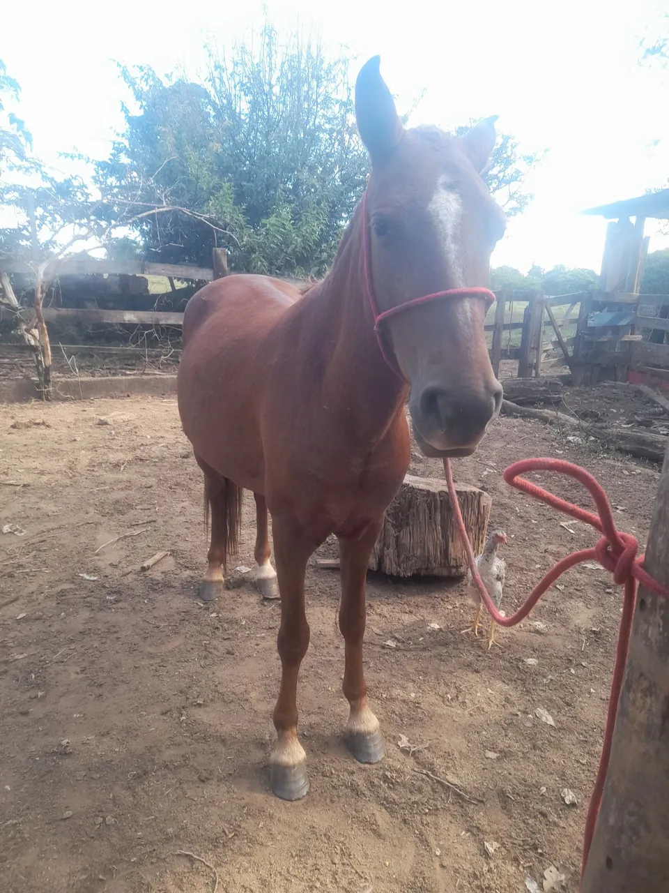 Cavalo Marrom para Criação