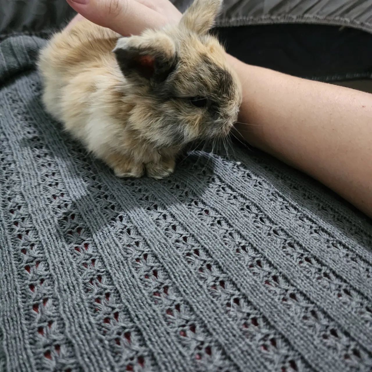 MINI LOP - Foto 3