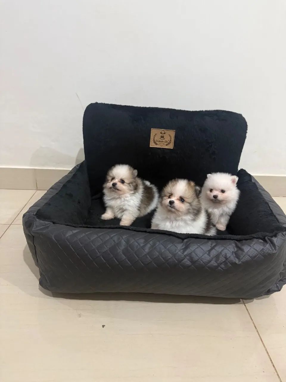 Filhotes de Lulu Pomerânia
