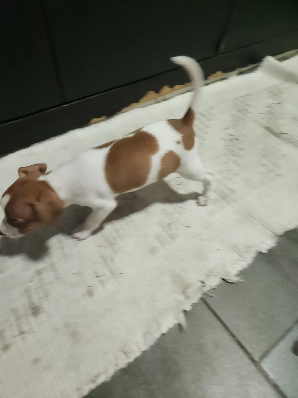 Filhote de pinscher cor rara