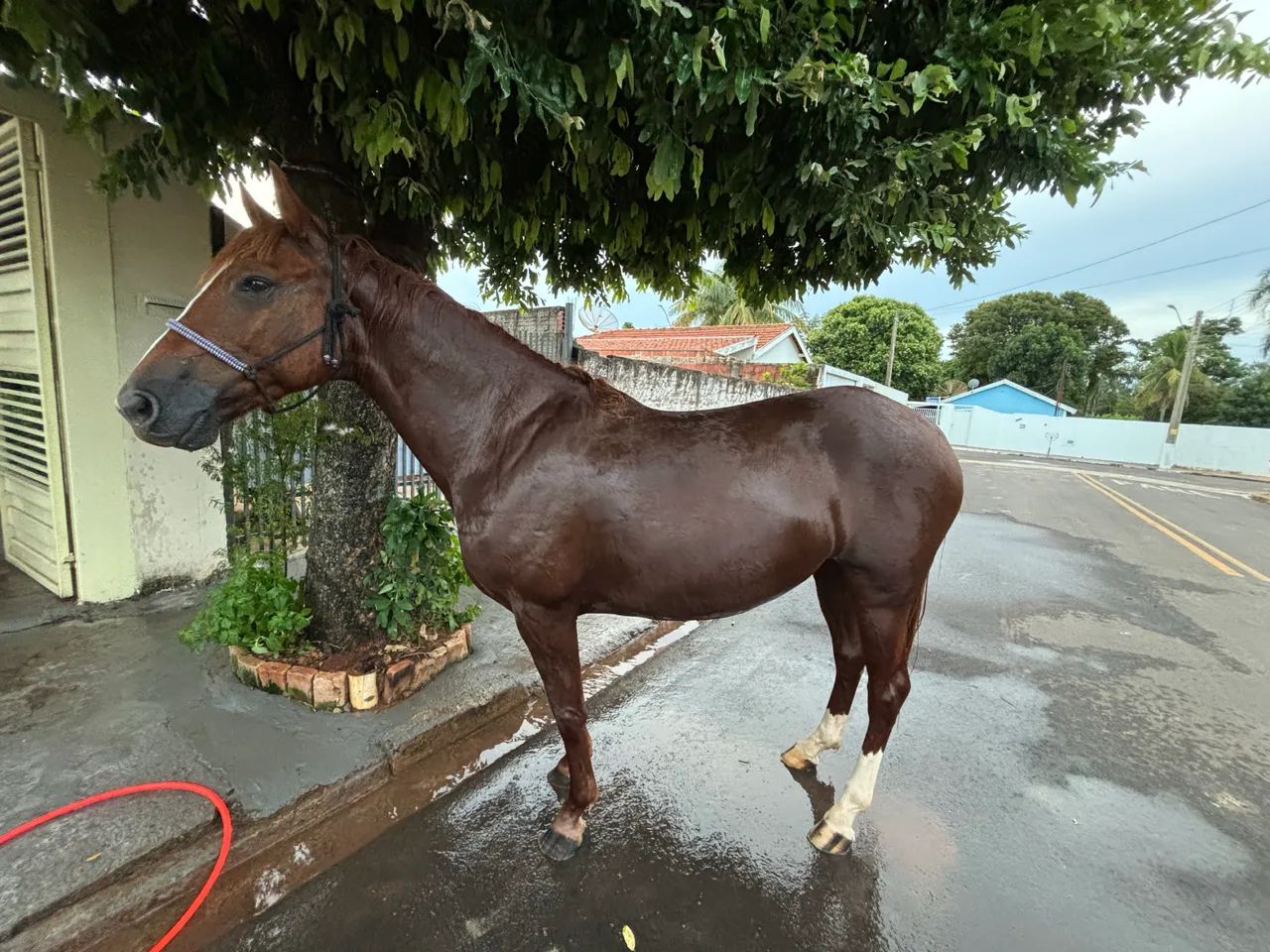 Vende-se égua  - Foto 5