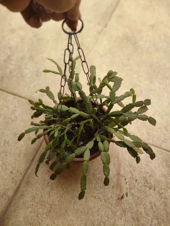 Planta Flor de maio vaso - Foto 2