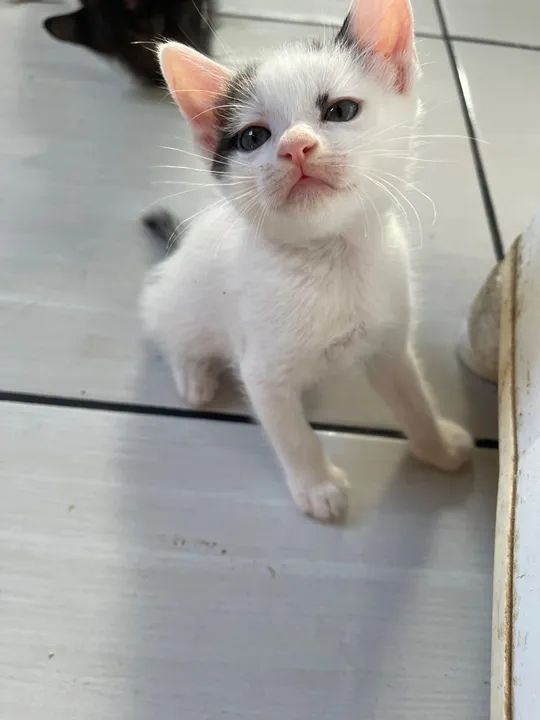 Gatinho branco e preto disponível para adoção