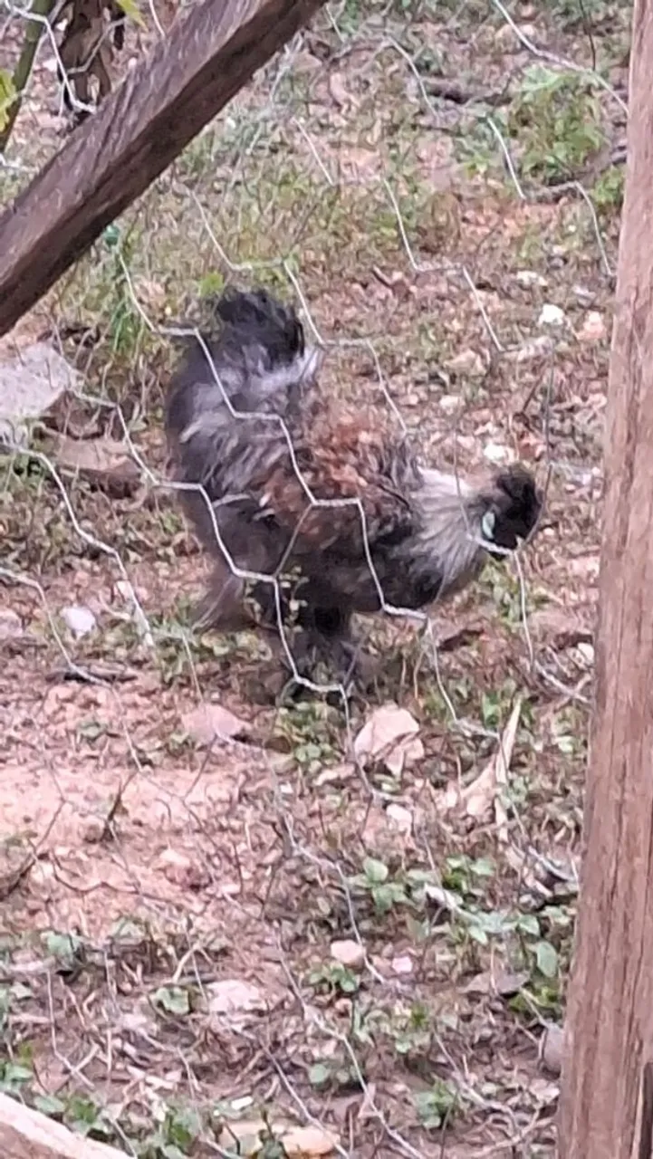 Vendo casal de galinha sedosa tenho também a grama índio com pescoço pelado