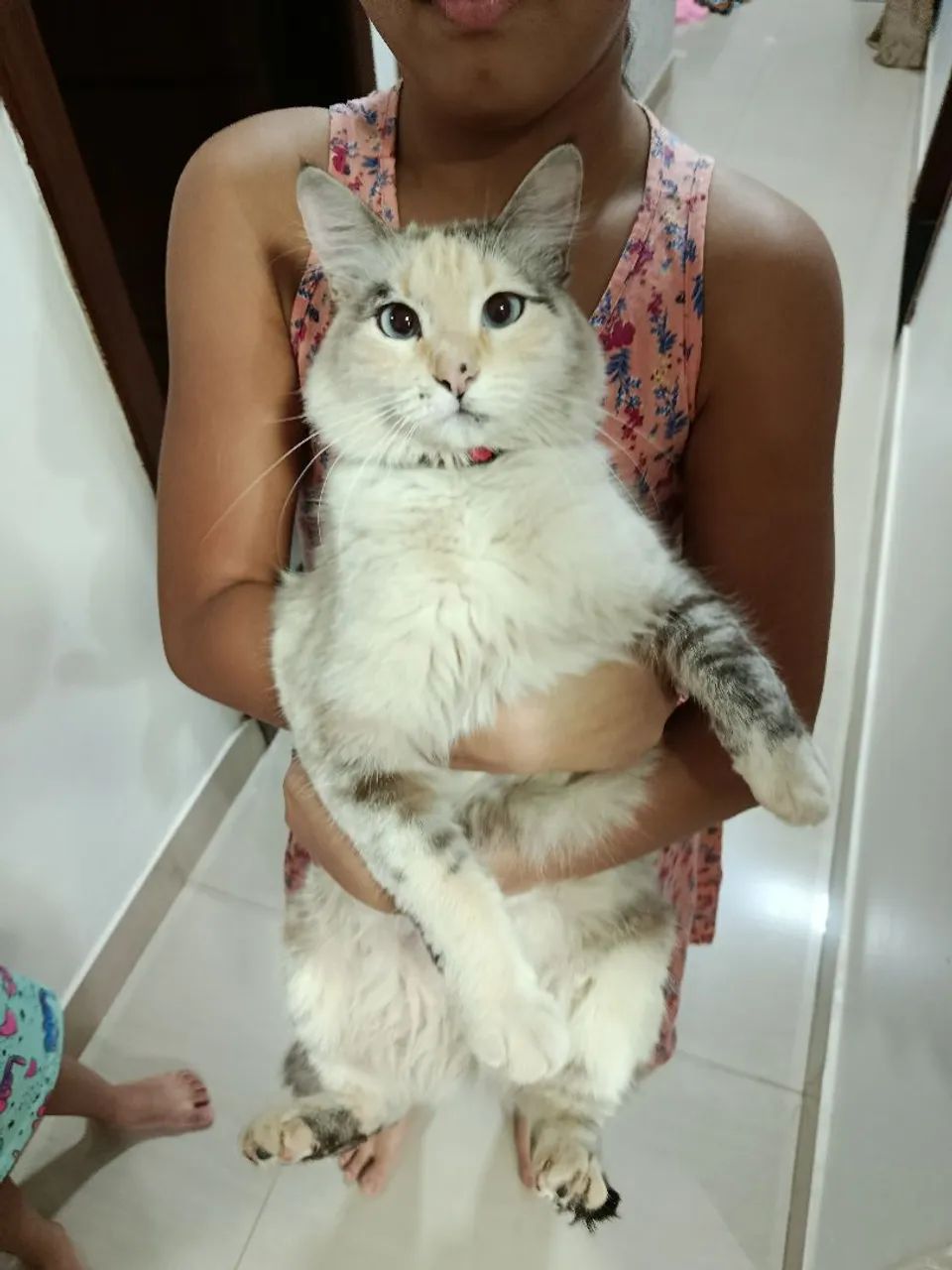 Gatinha fofo para adoção