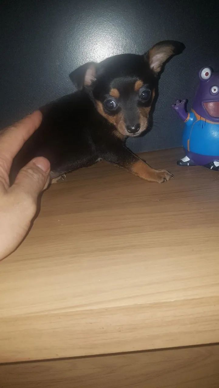 Pinscher fêmea mine - Foto 2
