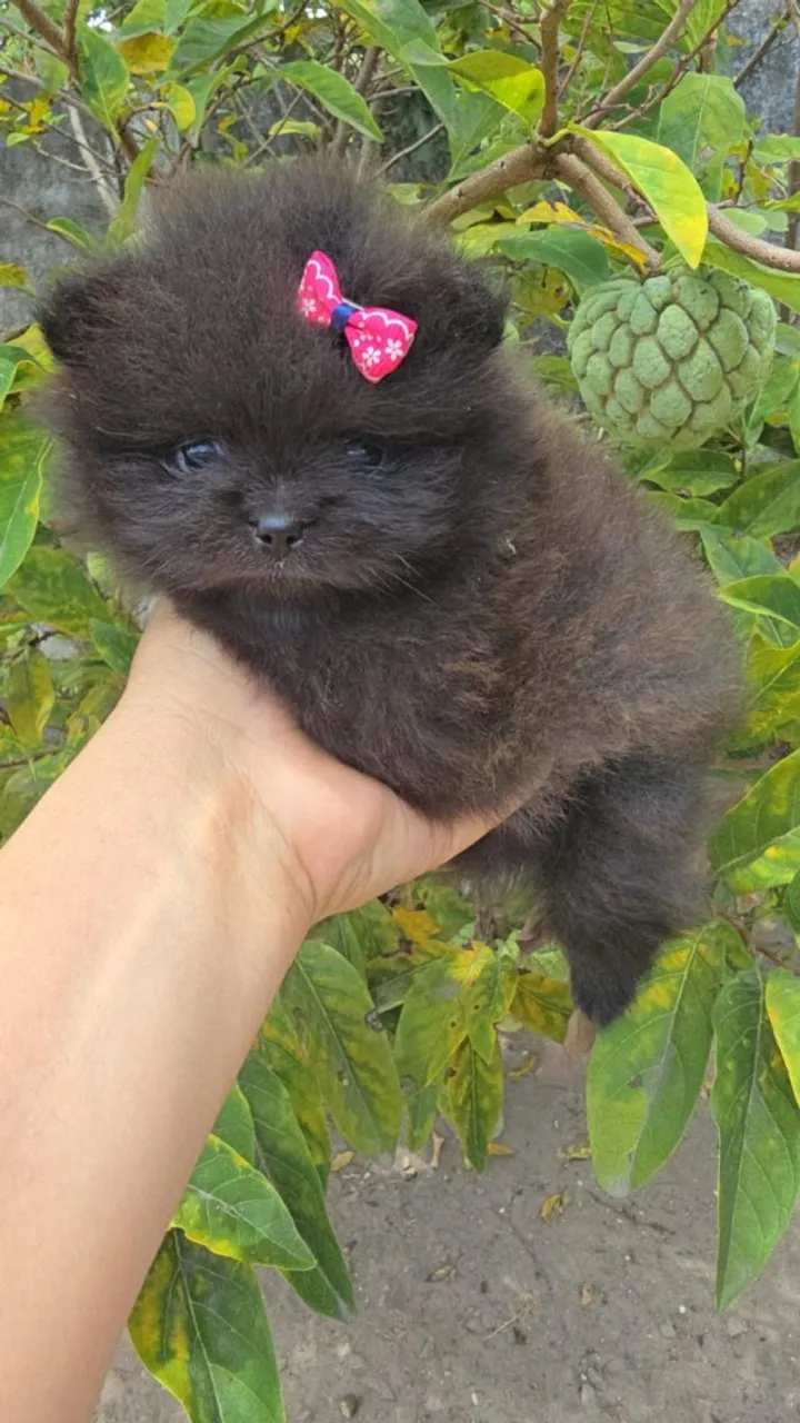 A Spitz pretinha mais linda e charmosa