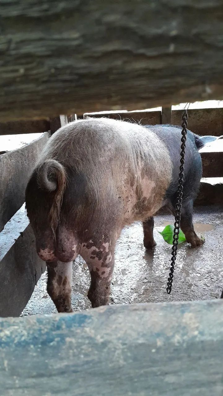 Porco para agropecuária