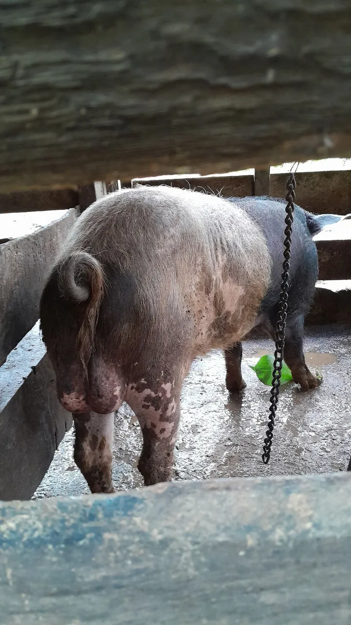 Porco para agropecuária