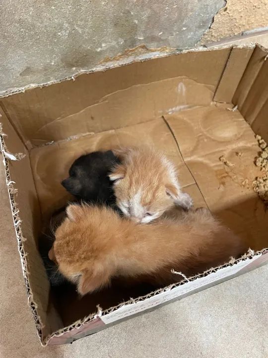 Adotem esses gatinhos  - Foto 2
