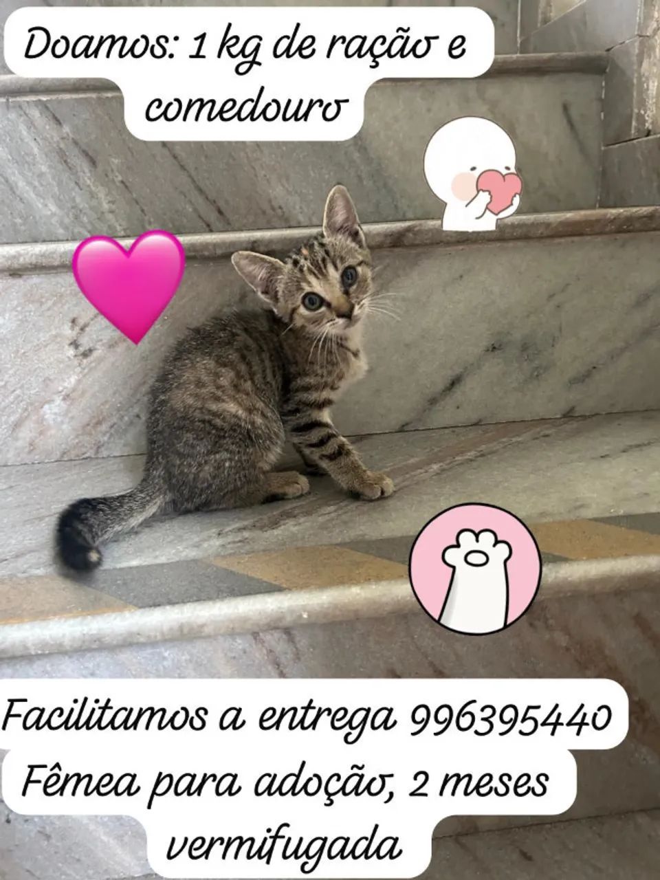 Gatinha para adoção