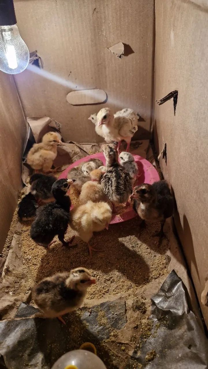 Vende se filhote de perú e filhote de pinto caipira  - Foto 6