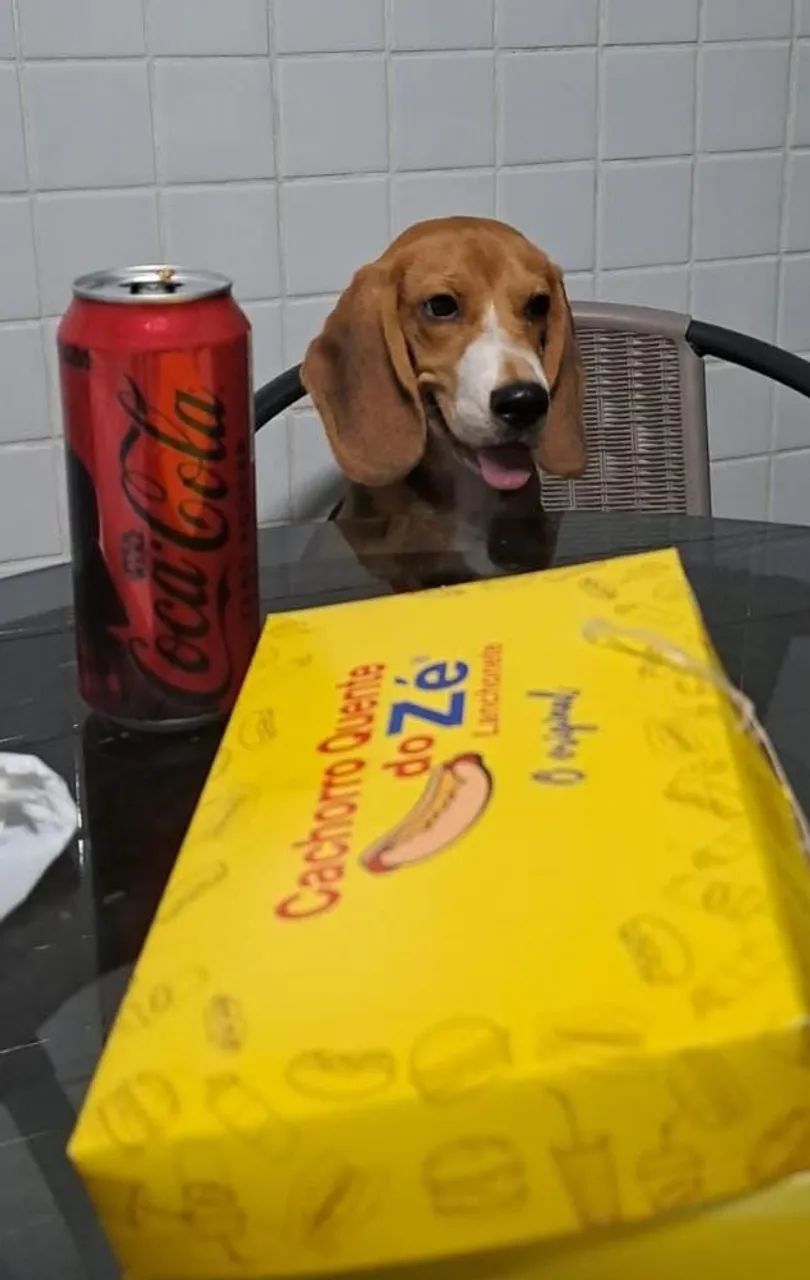 Beagle (Bento) Procura Namorada - Foto 4