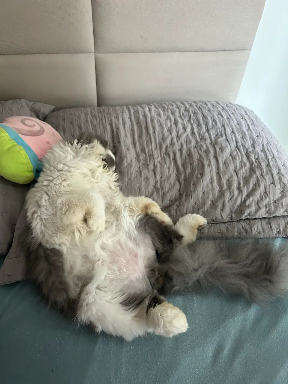 Gato persa - Foto 2
