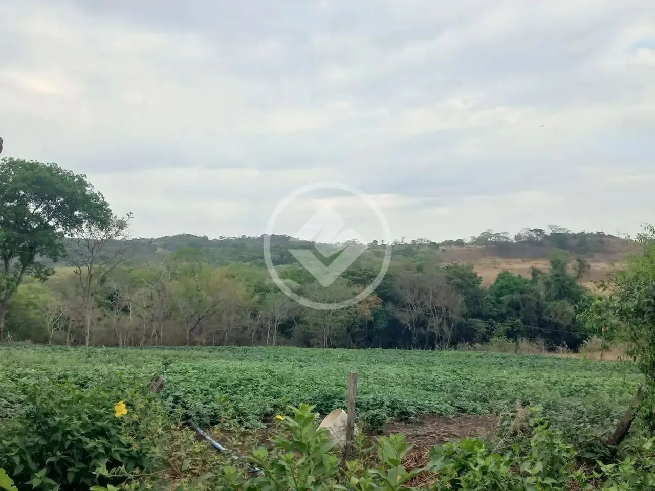 Goianápolis - Chácara de 4 Alqueires codigo: 266437 - Foto 3