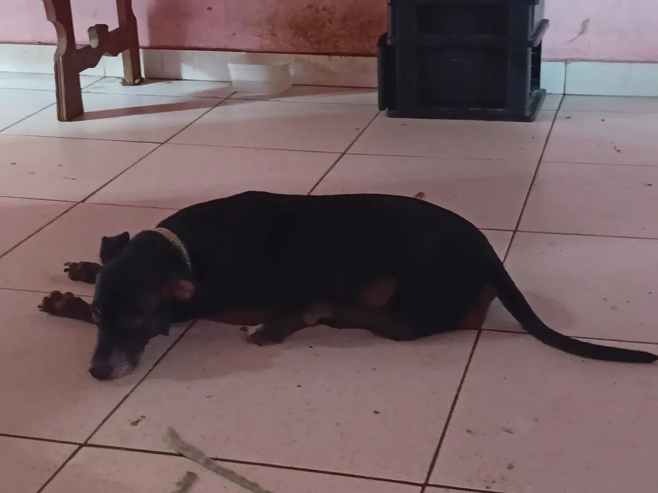 Adoção Responsável  - Foto 4
