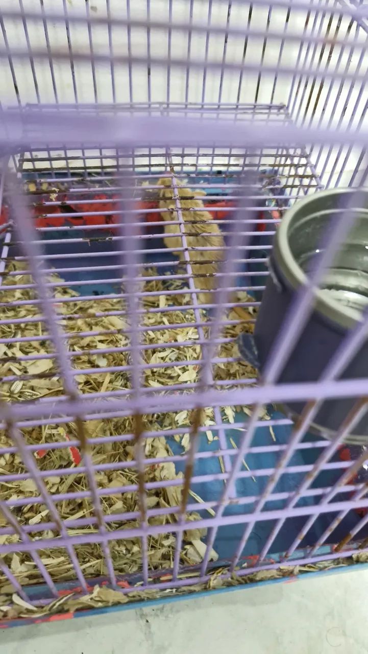 Gerbil (esquilo da mongólia)  - Foto 2