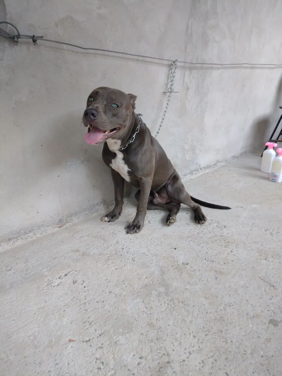 Pitbull  - Foto 3