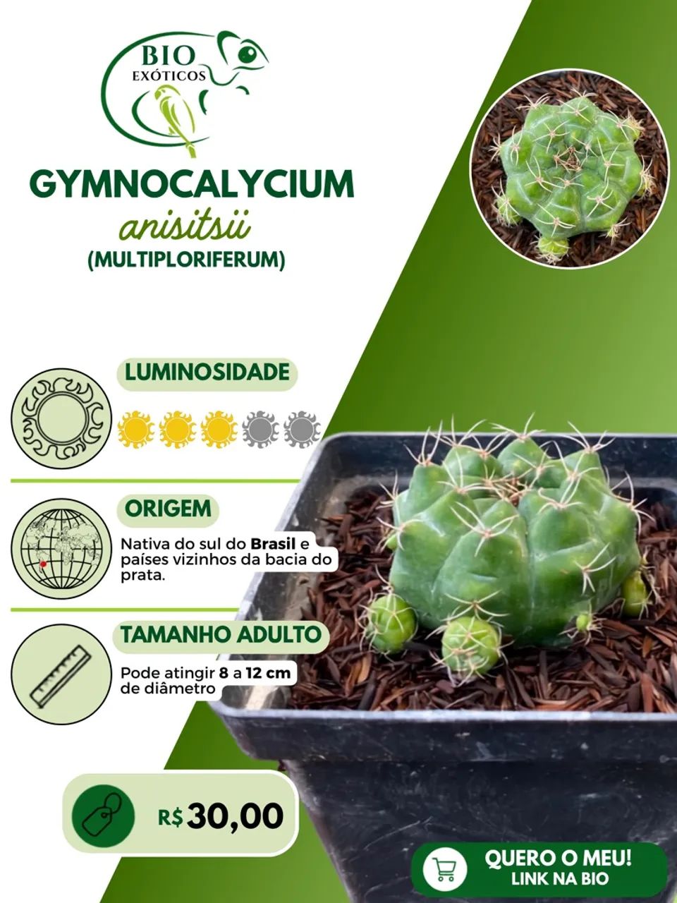 Cactos de coleção variados  - Foto 3