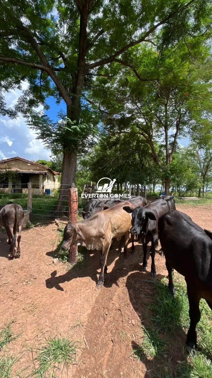 Sítio em Área Rural de Mirassol a 500 metros do Asfalto, Mirassol/SP - Foto 9