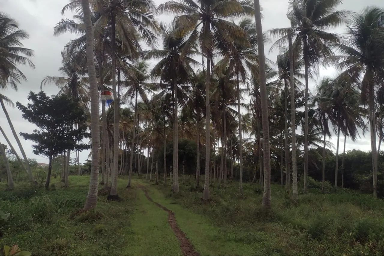 sítio em marechal 12.019,00 de área total . - Foto 4