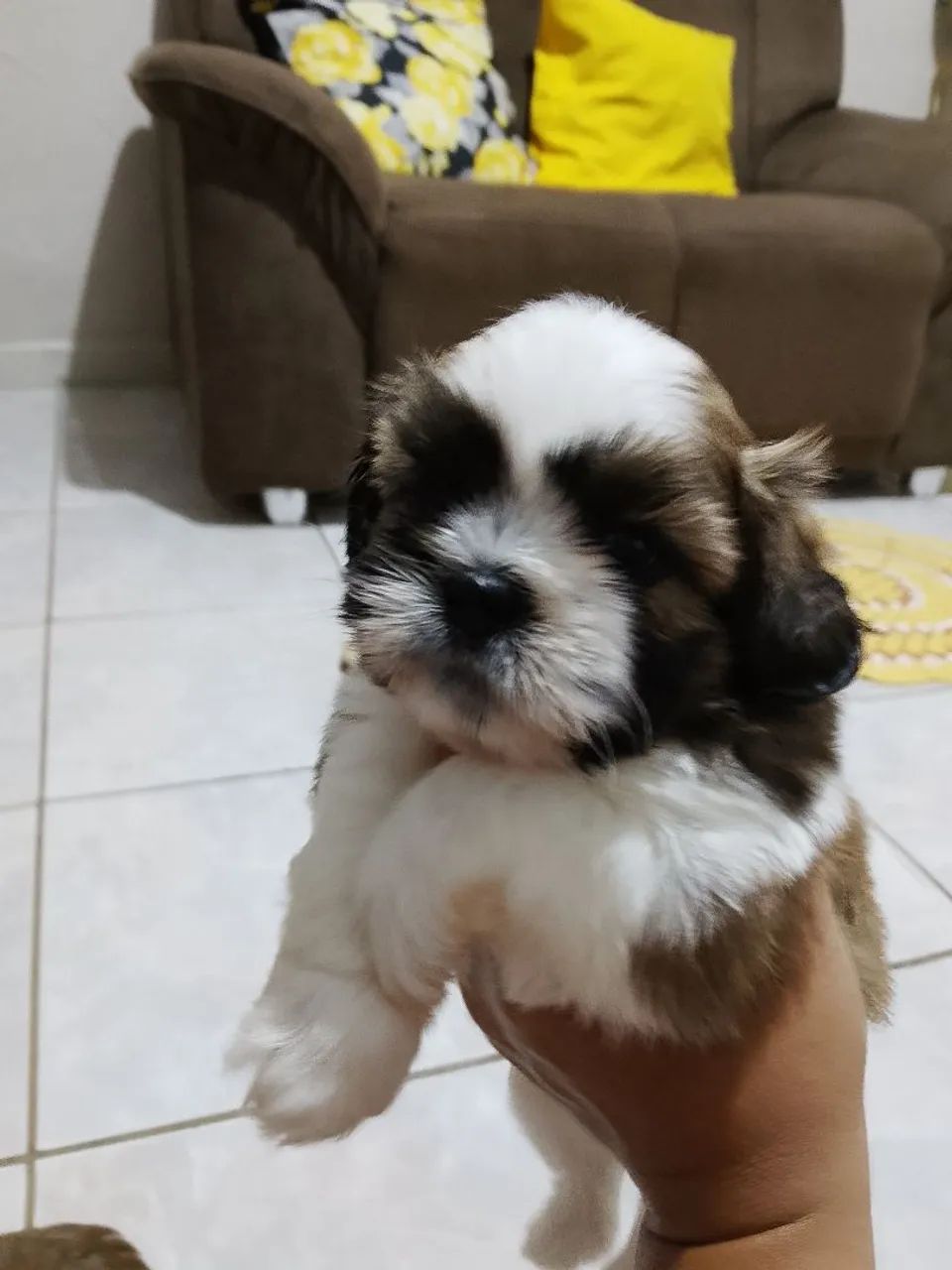 Shitzu Macho
