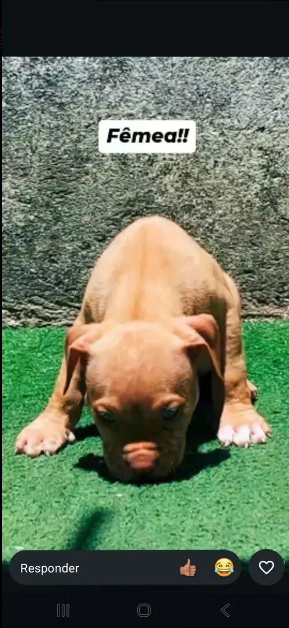 Vendo pit Monster  - Foto 2