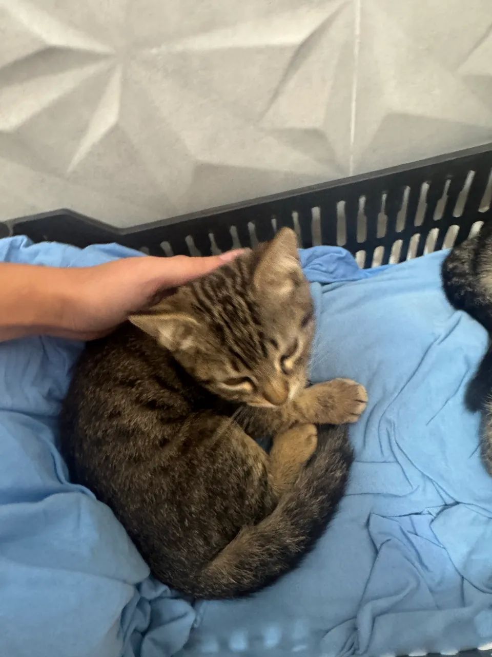 Doação gato - Foto 4