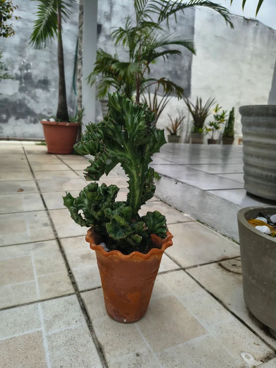 Cacto monstro 