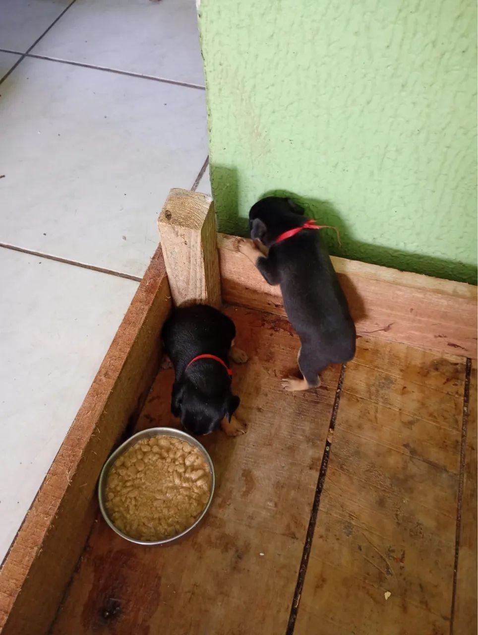 Cachorro 