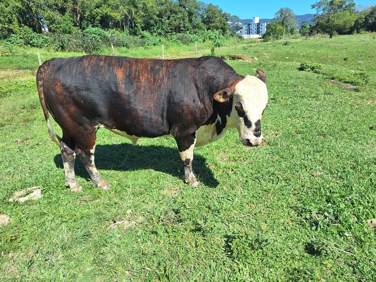 Touro Braford  - Foto 4