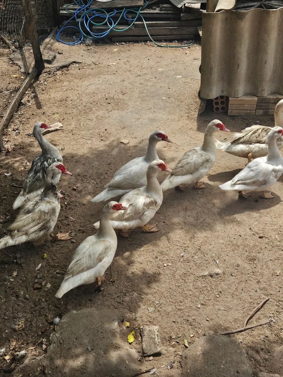 Vende-se patas - Foto 2