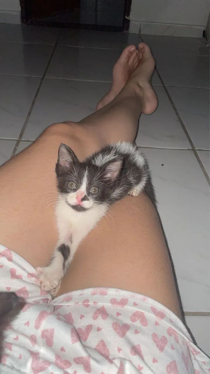 ADOTE UM GATO - Gatas para adoção  - Foto 5