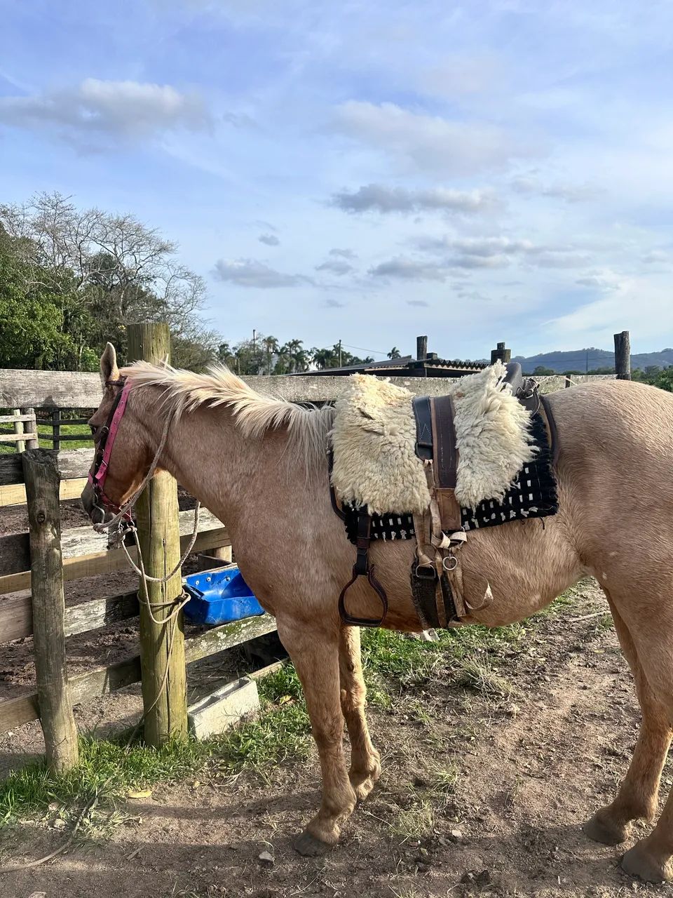 Égua Quarto de Milha - Foto 3