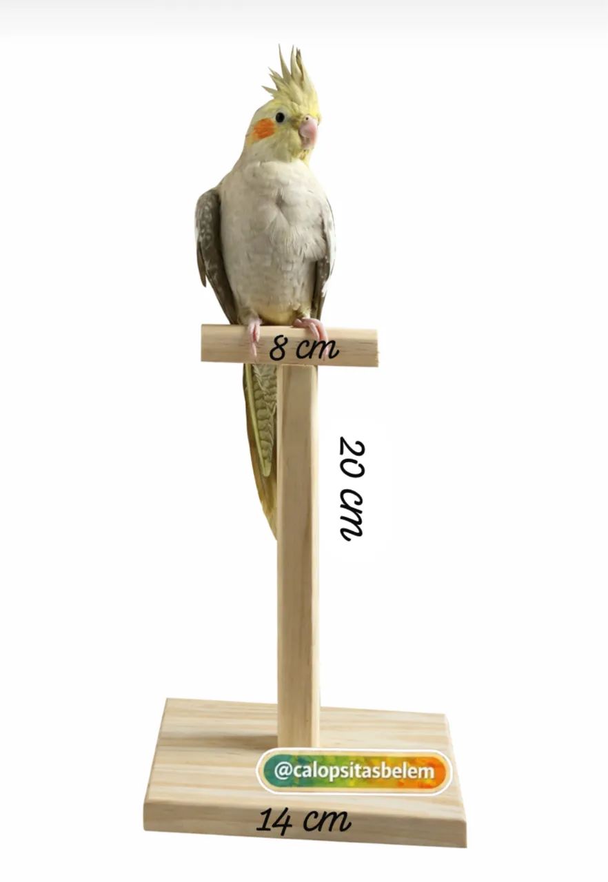 Poleiro de madeira natural para treinamento de aves